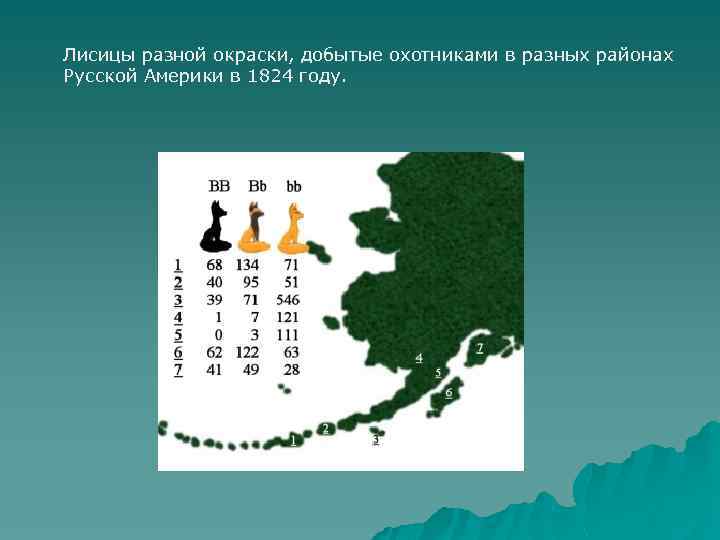 Лисицы разной окраски, добытые охотниками в разных районах Русской Америки в 1824 году. 