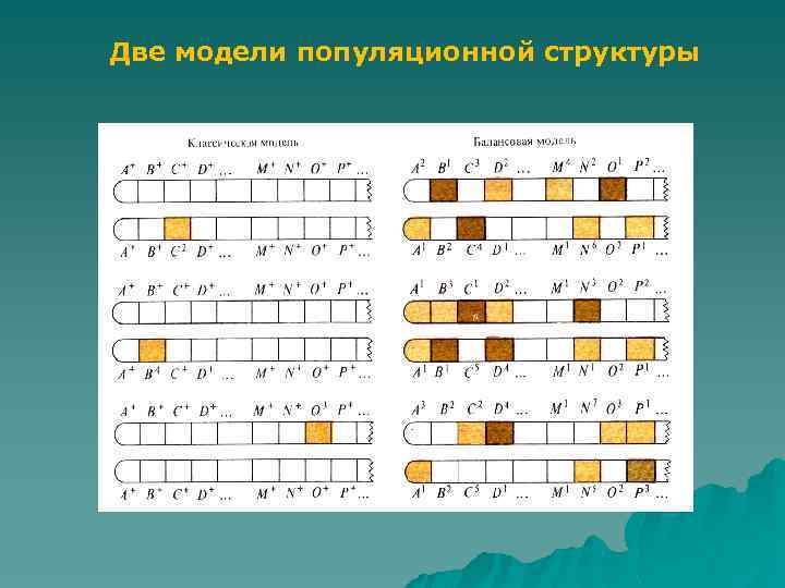 Две модели популяционной структуры 