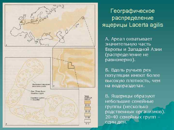 Географическое распределение ящерицы Lacerta agilis А. Ареал охватывает значительную часть Европы и Западной Азии