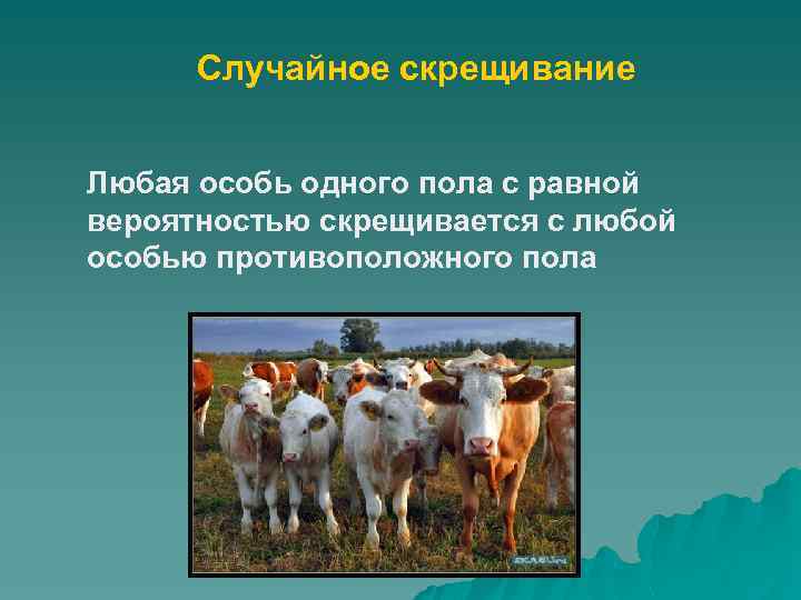 Случайное скрещивание Любая особь одного пола с равной вероятностью скрещивается с любой особью противоположного
