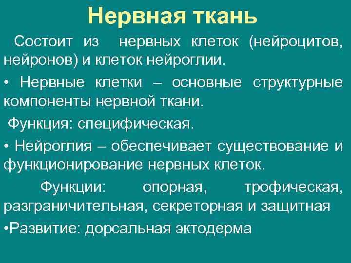 Нервная ткань Состоит из нервных клеток (нейроцитов, нейронов) и клеток нейроглии. • Нервные клетки