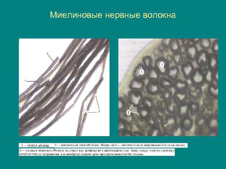 Миелиновые нервные волокна 