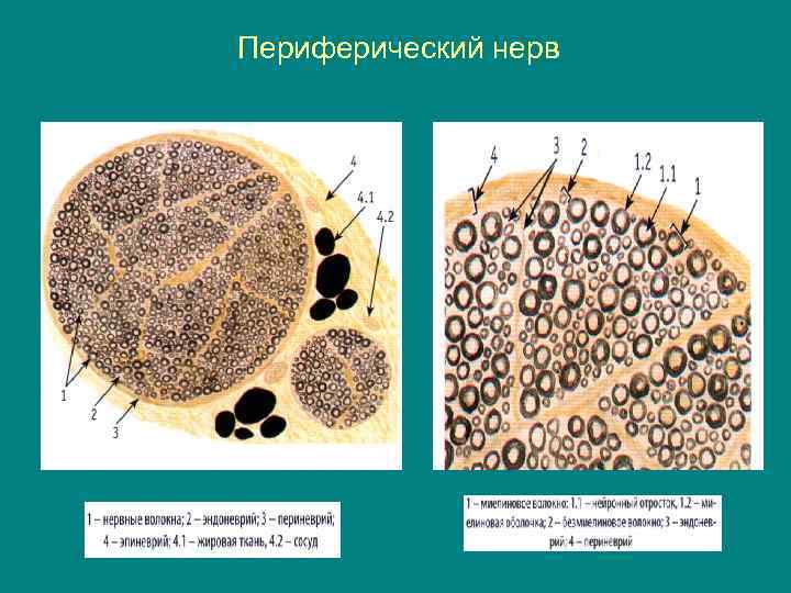 Периферический нерв 