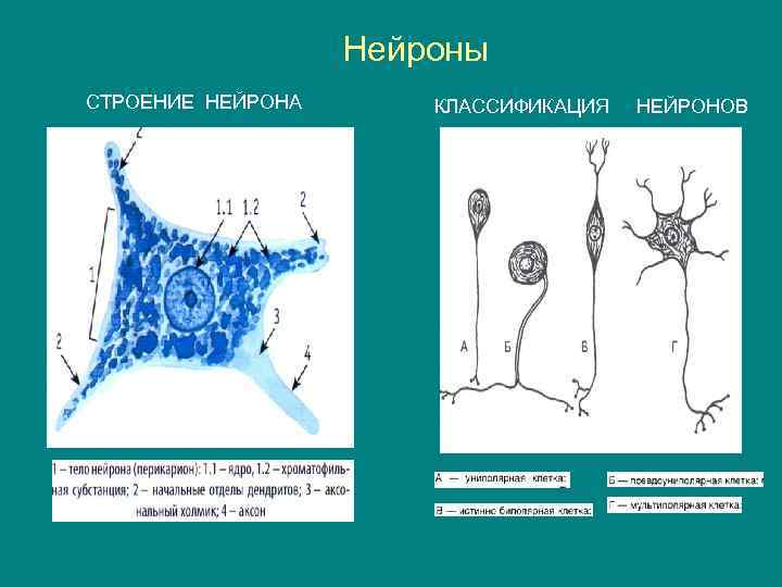 Нейроны СТРОЕНИЕ НЕЙРОНА КЛАССИФИКАЦИЯ НЕЙРОНОВ 
