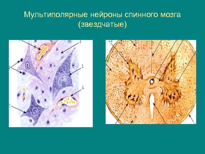 Ассоциативные нейроны спинного мозга