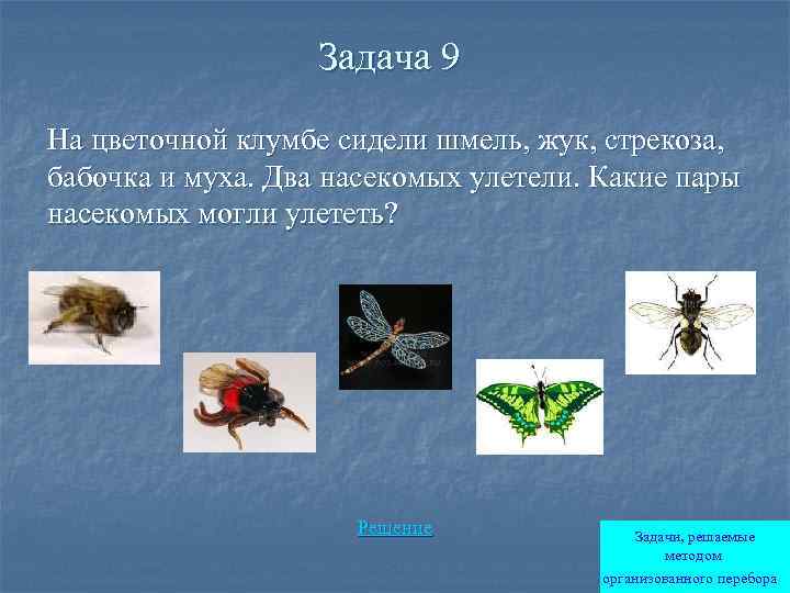 Задача 9 На цветочной клумбе сидели шмель, жук, стрекоза, бабочка и муха. Два насекомых