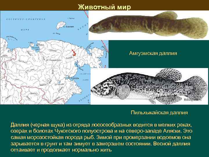 Животный мир Амгуэмская даллия Пильхыкайская даллия Даллия (черная щука) из отряда лососеобразных водится в