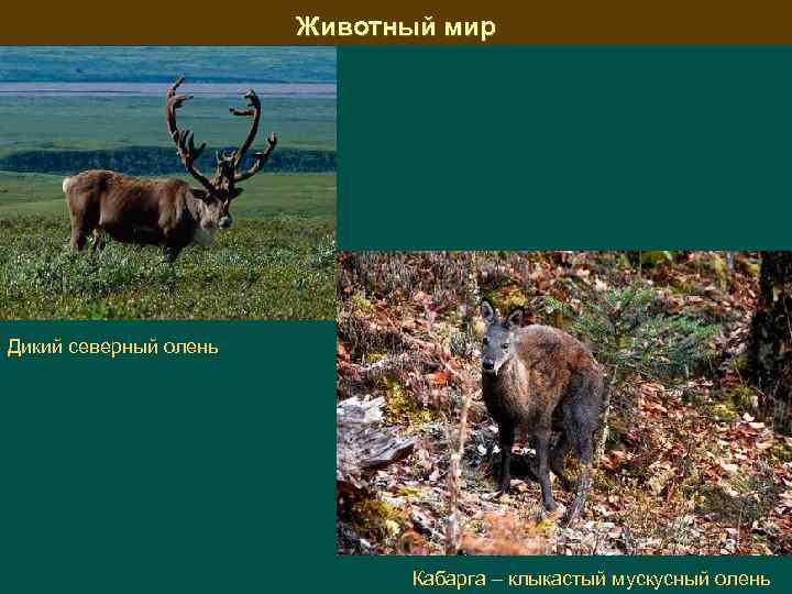 Животный мир Дикий северный олень Кабарга – клыкастый мускусный олень 