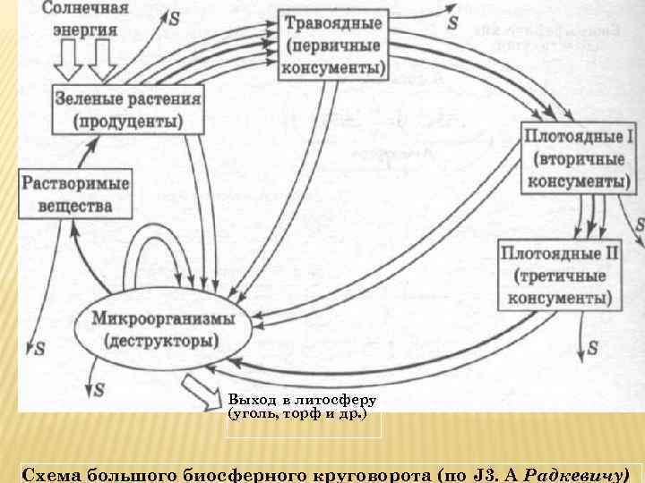 Выход в литосферу (уголь, торф и др. ) Схема большого биосферного круговорота (по J