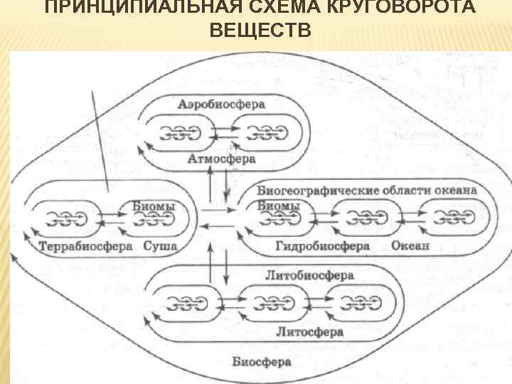 ПРИНЦИПИАЛЬНАЯ СХЕМА КРУГОВОРОТА ВЕЩЕСТВ 