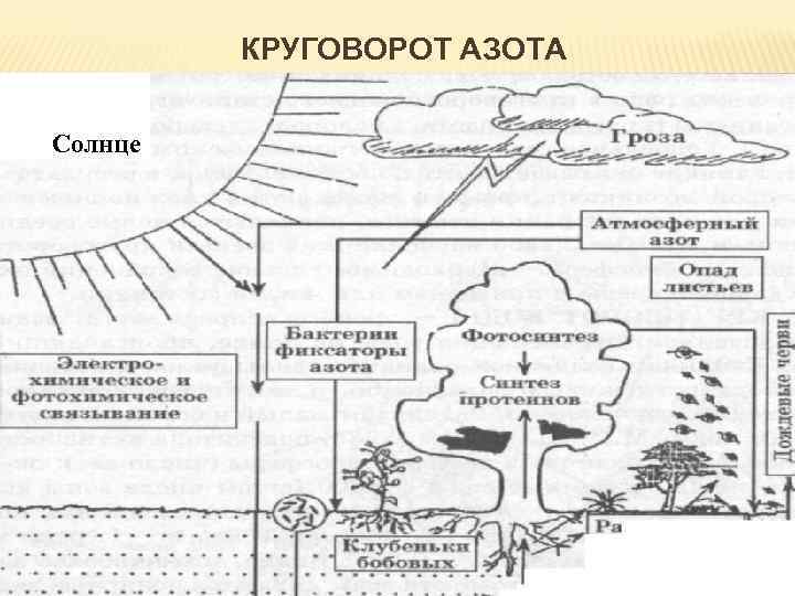 КРУГОВОРОТ АЗОТА Солнце 