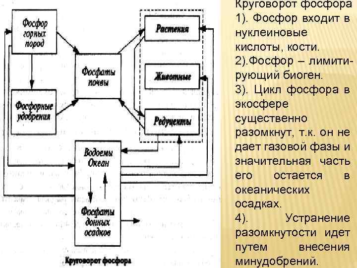 Круговорот фосфора 1). Фосфор входит в нуклеиновые кислоты, кости. 2). Фосфор – лимитирующий биоген.