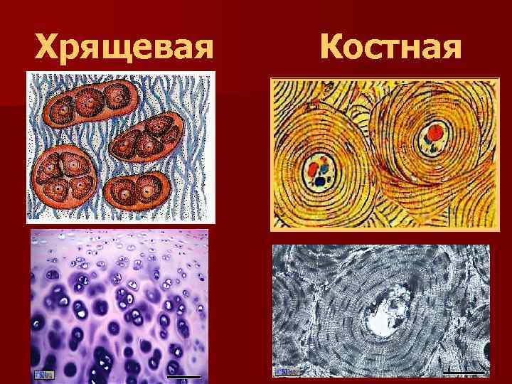 Запишите ткани животных. Костная ткань животных. Скелетная ткань животных. Костная ткань животных строение и функции. Ткани животных хрящевая костная.