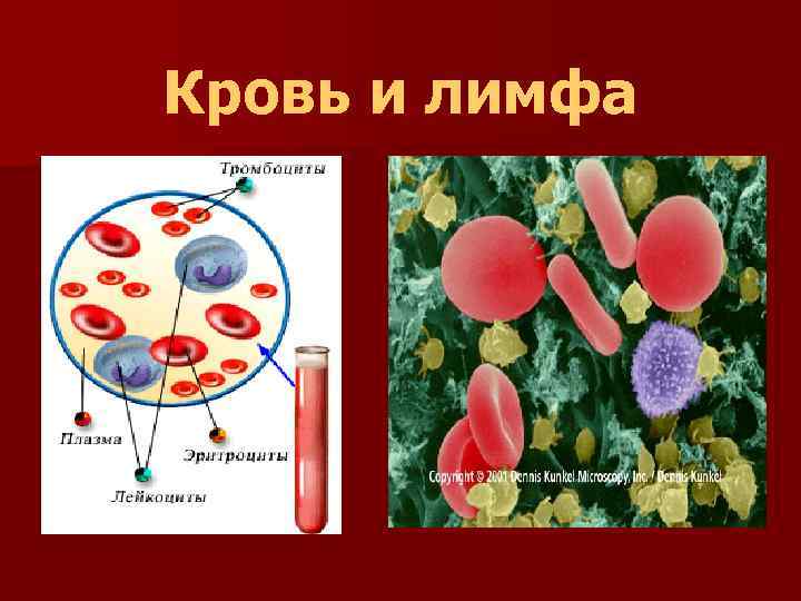 Кровь рисунок ткани