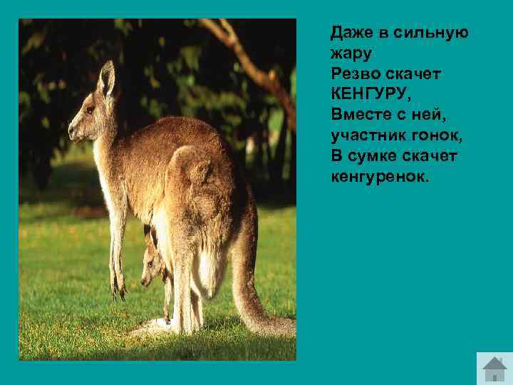 Даже в сильную жару Резво скачет КЕНГУРУ, Вместе с ней, участник гонок, В сумке