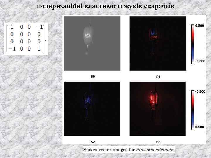 поляризаційні властивості жуків скарабеїв 