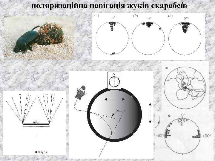 поляризаційна навігація жуків скарабеїв 