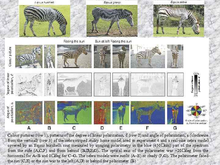 Colour pictures (row 1), patterns of the degree of linear polarization, d (row 2)