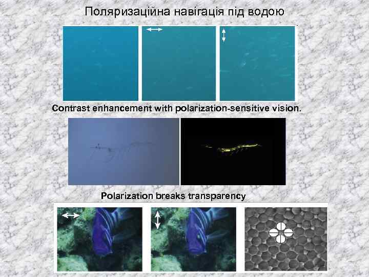 Поляризаційна навігація під водою Contrast enhancement with polarization-sensitive vision. Polarization breaks transparency 