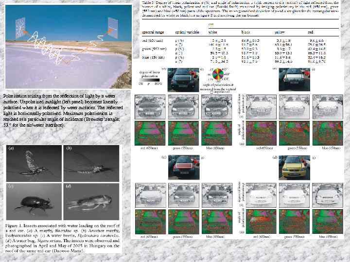Polarization arising from the reﬂection of light by a water surface. Unpolarized sunlight (left
