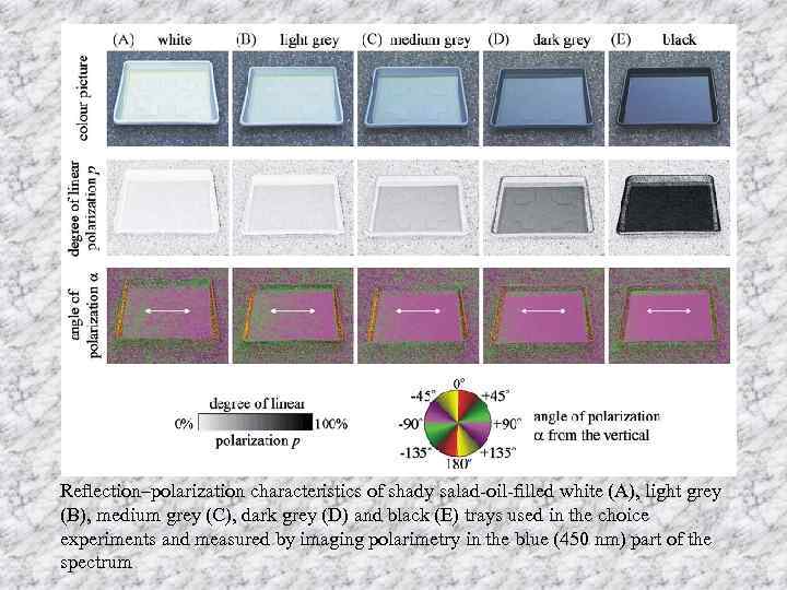 Reﬂection–polarization characteristics of shady salad-oil-ﬁlled white (A), light grey (B), medium grey (C), dark