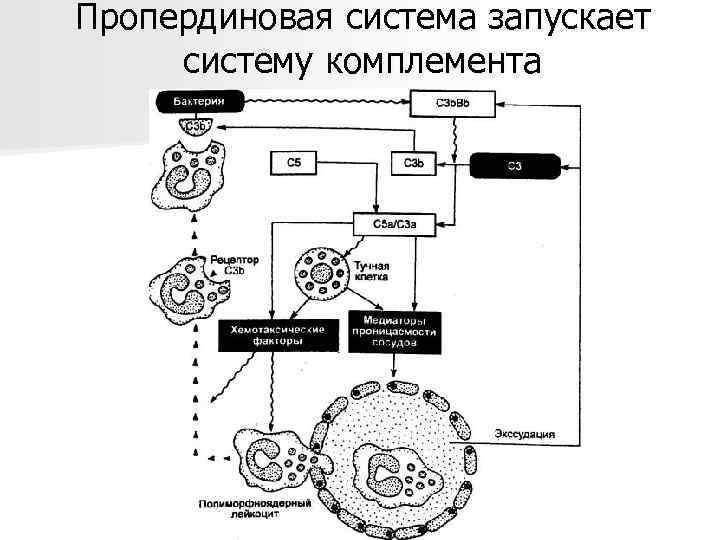 Пропердиновая система запускает систему комплемента 