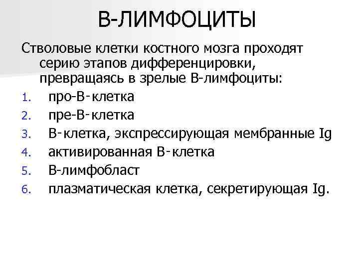 В-ЛИМФОЦИТЫ Стволовые клетки костного мозга проходят серию этапов дифференцировки, превращаясь в зрелые В-лимфоциты: 1.
