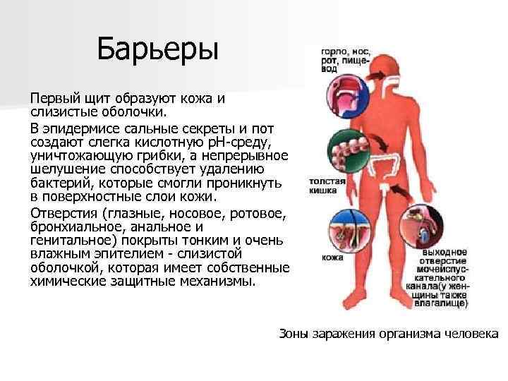 Барьерные организмы. Защитные барьеры организма человека. Биологические барьеры организма человека. Естественные барьеры организма. Иммунологические барьеры организма.