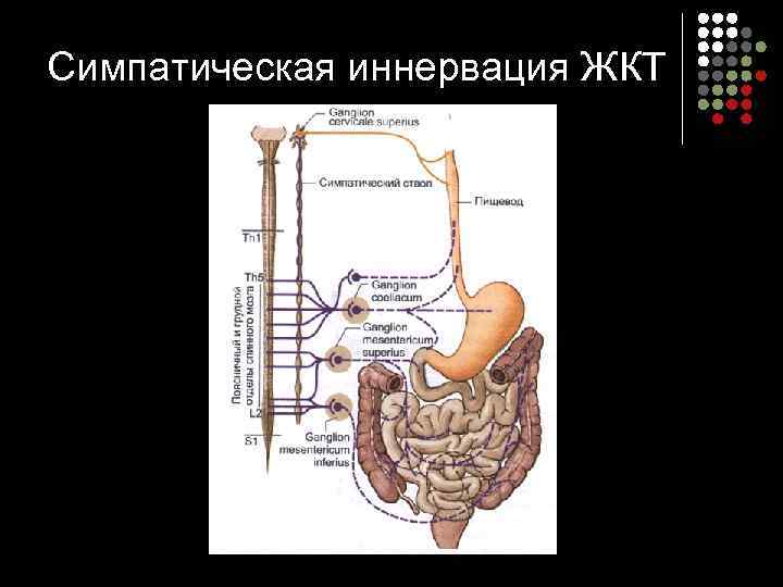 Симпатическая иннервация ЖКТ 