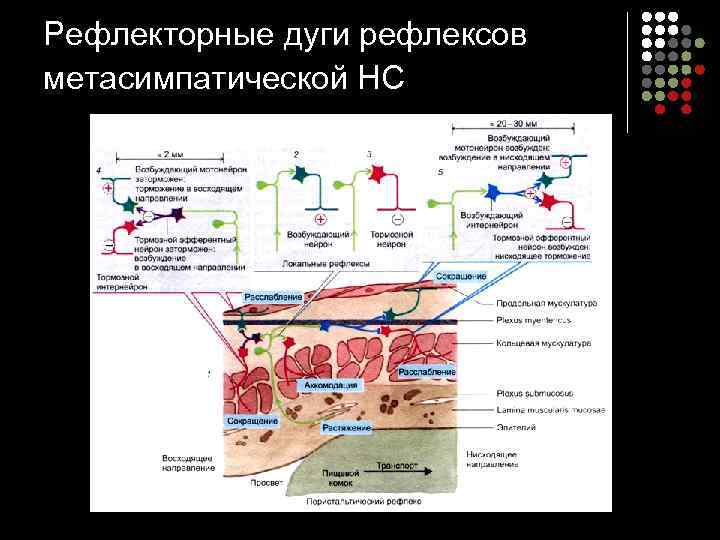 Рефлекторные дуги рефлексов метасимпатической НС 
