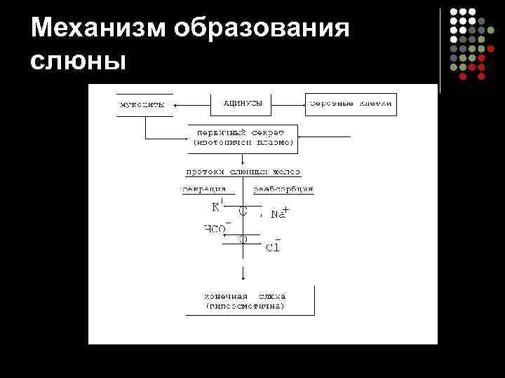 Механизм образования слюны 