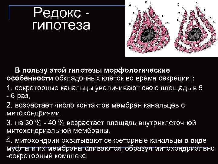 Редокс - гипотеза В пользу этой гипотезы морфологические особенности обкладочных клеток во время секреции