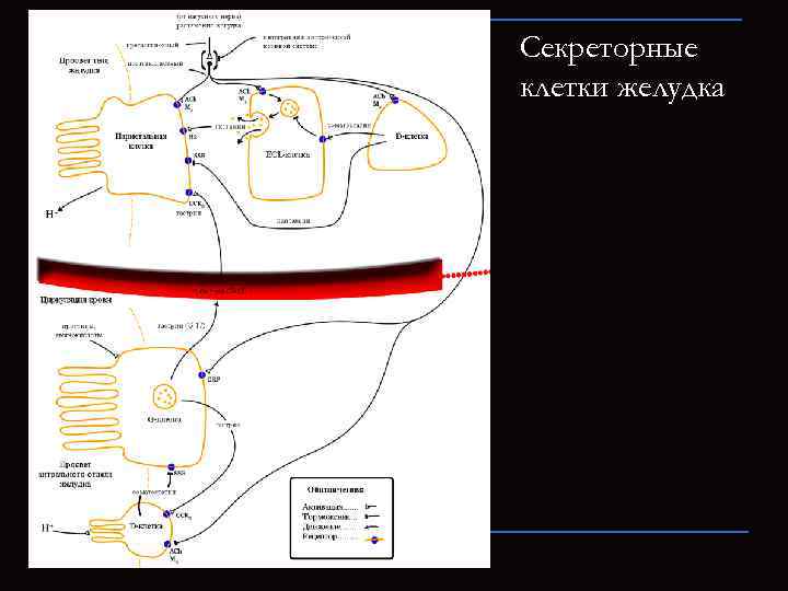 Секреторные клетки желудка 