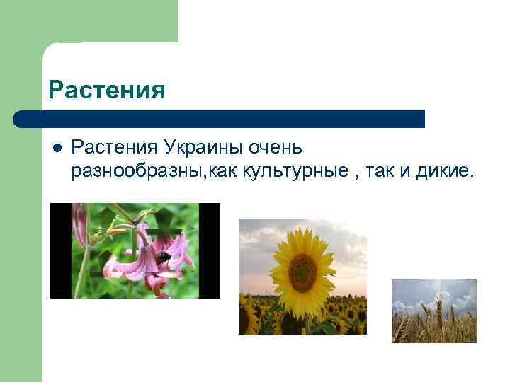 Растения l Растения Украины очень разнообразны, как культурные , так и дикие. 