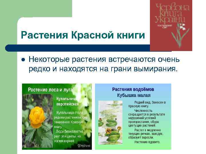 Растения Красной книги l Некоторые растения встречаются очень редко и находятся на грани вымирания.
