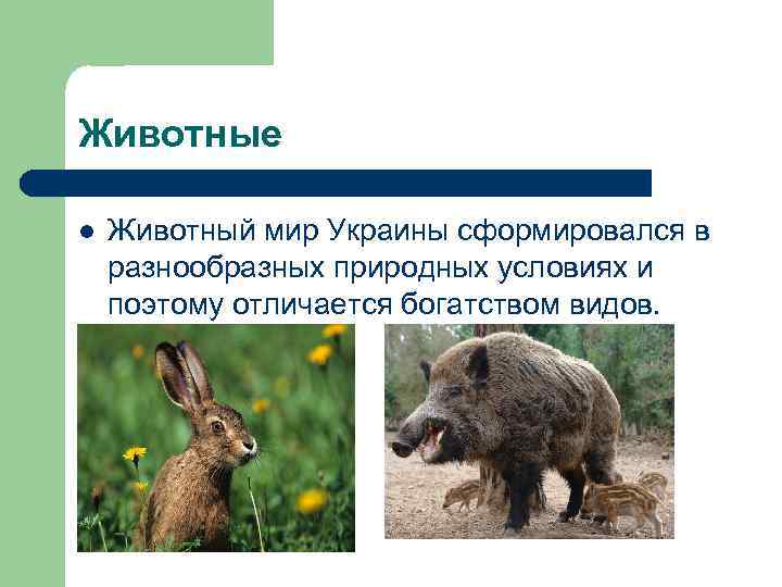 Животные l Животный мир Украины сформировался в разнообразных природных условиях и поэтому отличается богатством