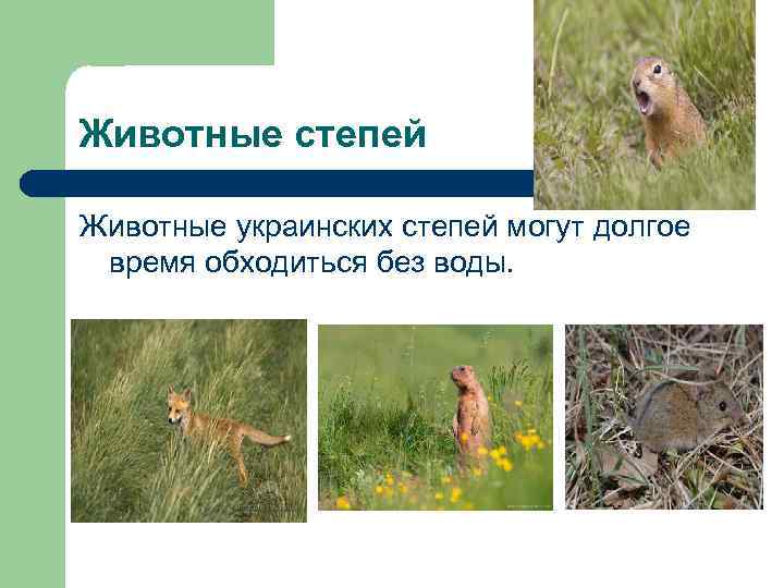 Животные степей Животные украинских степей могут долгое время обходиться без воды. 