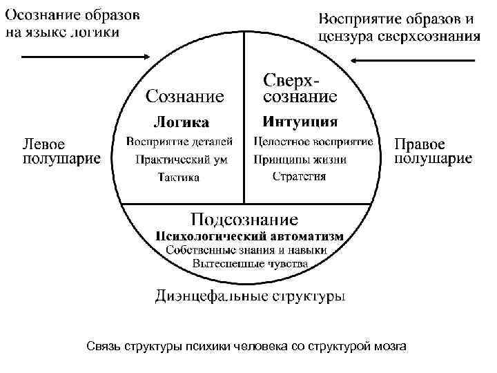 Связь структуры психики человека со структурой мозга 