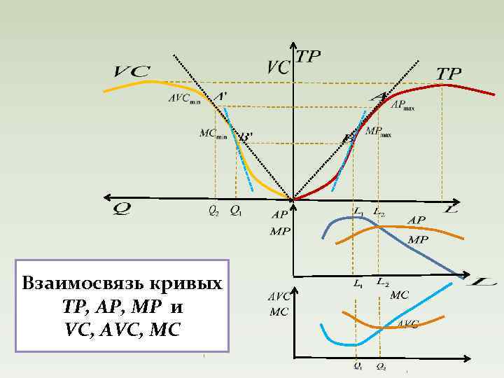 Взаимосвязь кривых ТР, АР, МР и VC, AVC, MC 