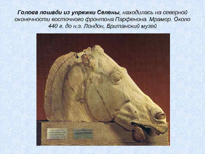 Голова лошади из упряжки Селены, находилась на северной оконечности восточного фронтона Парфенона. Мрамор. Около
