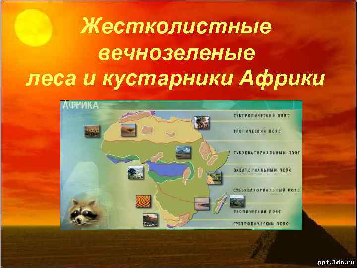 Жестколистные вечнозеленые леса и кустарники Африки 