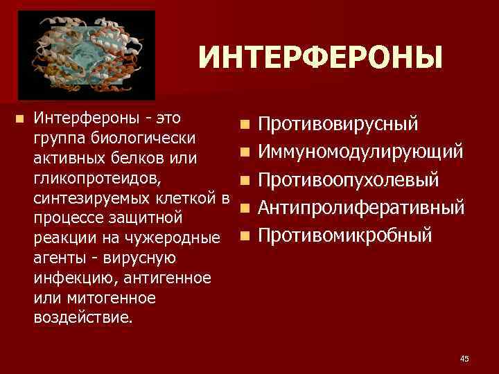 ИНТЕРФЕРОНЫ n Интерфероны - это группа биологически активных белков или гликопротеидов, синтезируемых клеткой в