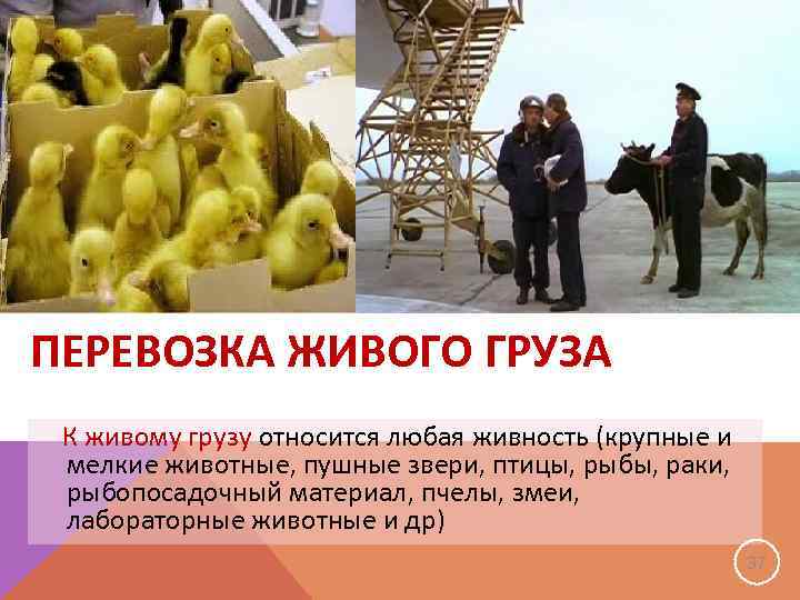 ПЕРЕВОЗКА ЖИВОГО ГРУЗА К живому грузу относится любая живность (крупные и мелкие животные, пушные