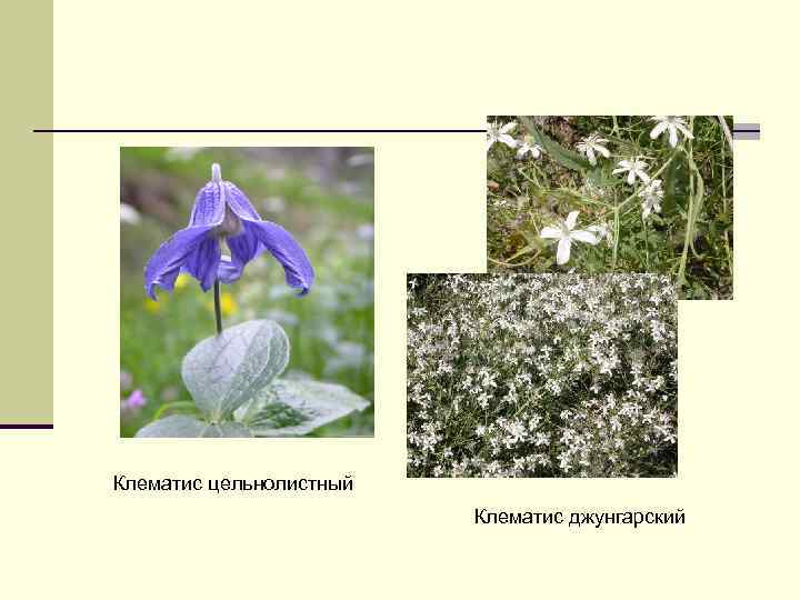 Клематис цельнолистный Клематис джунгарский 