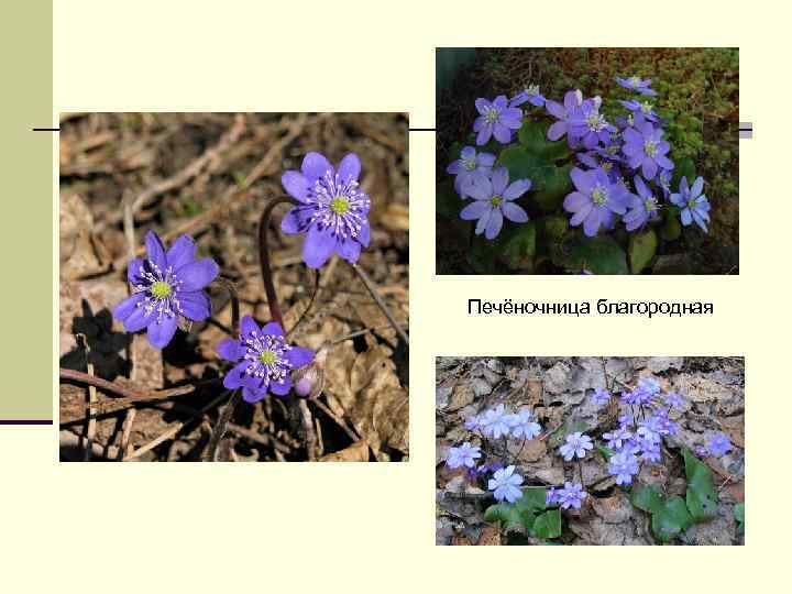 Печёночница благородная 