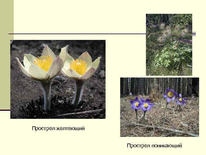 Прострел желтеющий Прострел поникающий 
