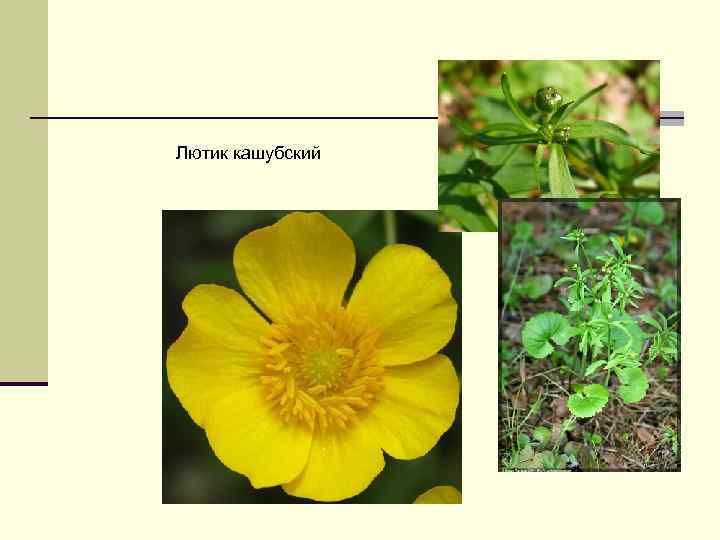 Лютик кашубский 