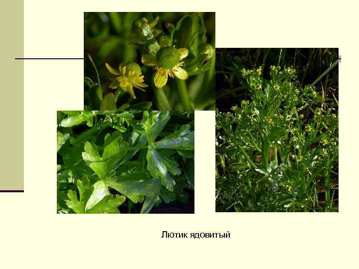 Лютик ядовитый 