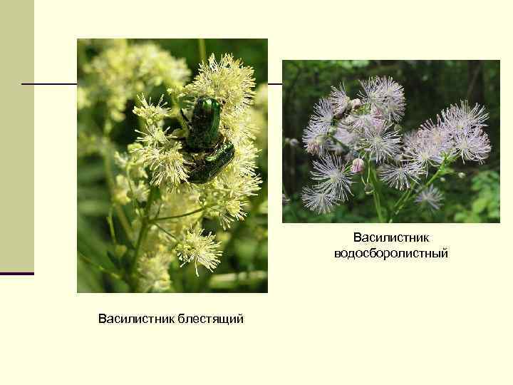 Василистник водосборолистный Василистник блестящий 