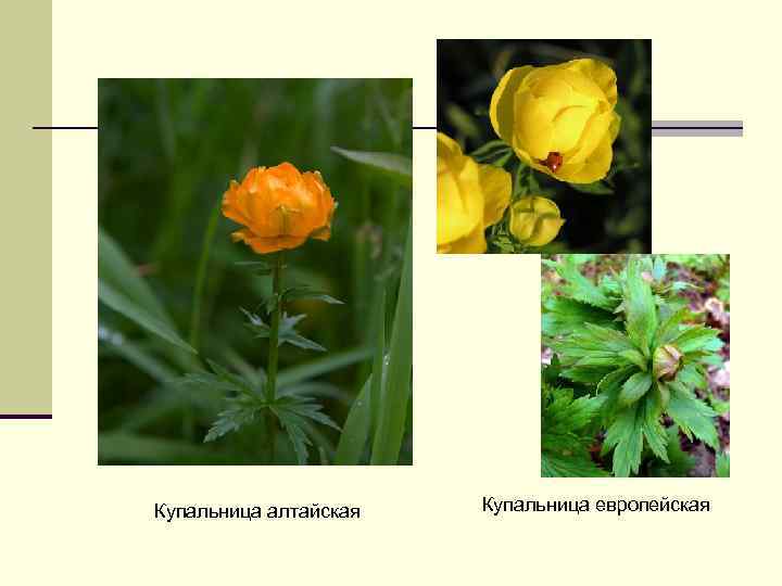 Купальница алтайская Купальница европейская 